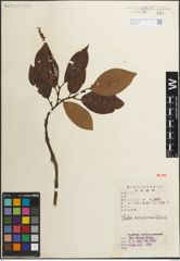 Foto von Salix moupinensis Franch.